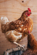 Legehuhn, braun